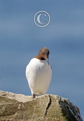 Guillemot DM1495